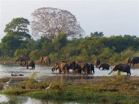 Wasgamuwa National Park Safari